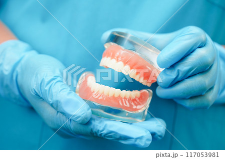 Asian dentist holding dental teeth model for learn about dentistry. Asian dentist holding dental teeth model for learn about dentistry. 117053981