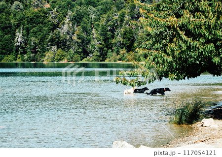 three dogs come out of the lake after swimming three dogs come out of the lake after swimming 117054121