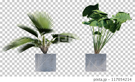 tropical plant pot green leaf white background 3d render illustration. 117054214