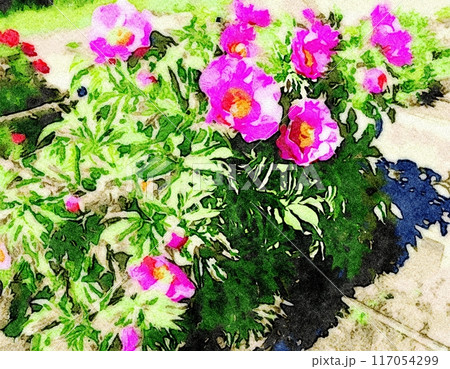Watercolor of a pink peony plant on a sunny day. 117054299