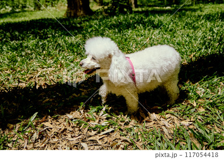 White fluffy poodle playing on a meadow in the park White fluffy poodle playing on a meadow in the park 117054418