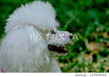 White fluffy poodle playing on a meadow in the park White fluffy poodle playing on a meadow in the park 117054419