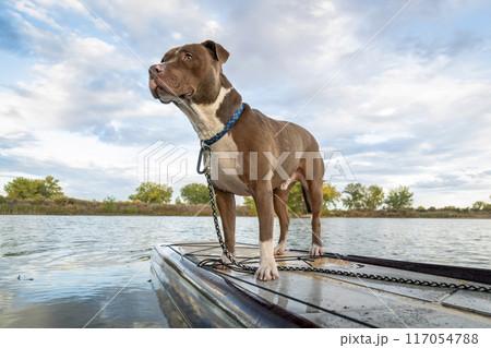 pitbull dog on a stand up paddleboard on lake in Colorado pitbull dog on a stand up paddleboard on lake in Colorado 117054788
