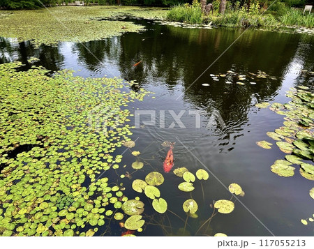 Koi fish swimming in the small pond with lotus flowers and leaves in the park at arboretum, Poland Koi fish swimming in the small pond with lotus flowers and leaves in the park at arboretum, Poland 117055213