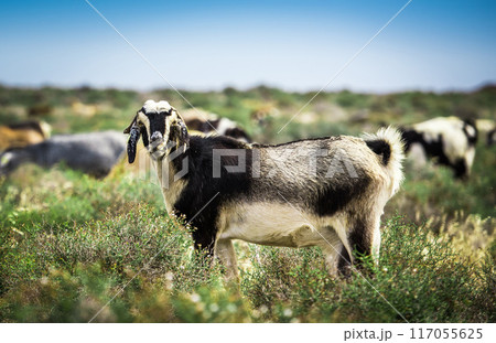 Goats on the meadow Goats on the meadow 117055625