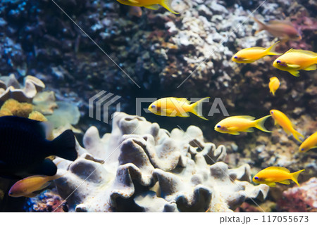 tropical fishes 117055673