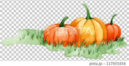 watercolor drawing, green lawn with pumpkins. clipart for thanksgiving day, autumn harvest festival watercolor drawing, green lawn with pumpkins. clipart for thanksgiving day, autumn harvest festival 117055856
