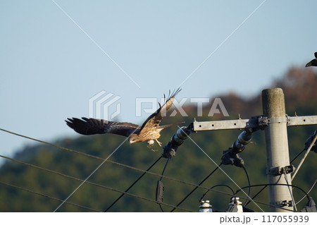 捕まえた獲物を食べるトビ 117055939