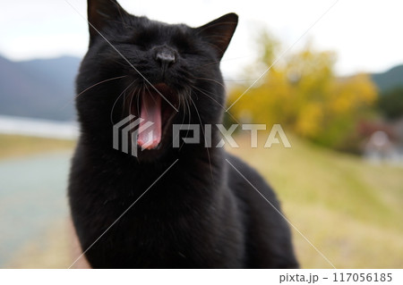 可愛い黒猫のあくび 117056185