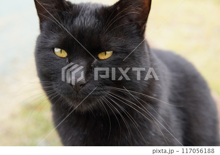 可愛い黒猫のあくび 117056188