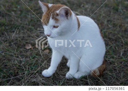ネココロニーで仲良く暮らす地域猫たち ネココロニーで仲良く暮らす地域猫たち 117056361