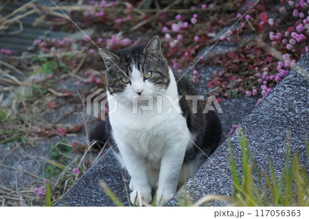 ネココロニーで仲良く暮らす地域猫たち ネココロニーで仲良く暮らす地域猫たち 117056363