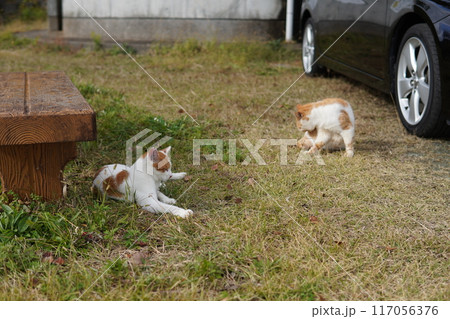 ネココロニーで仲良く暮らす地域猫たち ネココロニーで仲良く暮らす地域猫たち 117056376