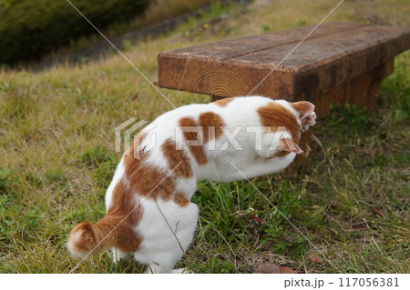 ネココロニーで仲良く暮らす地域猫たち ネココロニーで仲良く暮らす地域猫たち 117056381