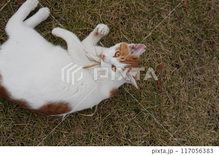 ネココロニーで仲良く暮らす地域猫たち 117056383