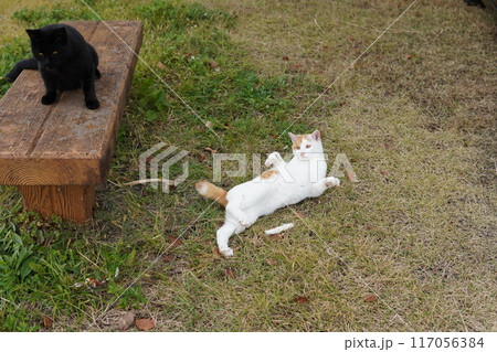 ネココロニーで仲良く暮らす地域猫たち ネココロニーで仲良く暮らす地域猫たち 117056384