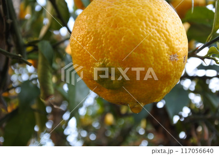 柚子、実、果実、水滴 117056640