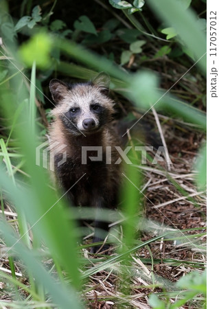 野生のタヌキのポートレート 117057012