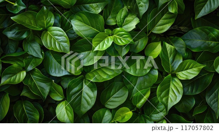 Healthy plant leaves, useful for gardening content Fresh leafy background, ideal for environmental graphics 117057802