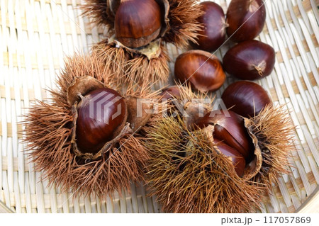 収穫した栗の実とイガ 117057869