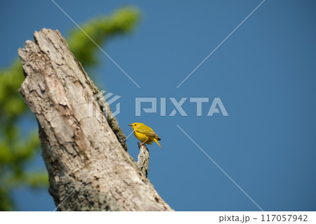 木にとまるキイロアメリカムシクイ 117057942
