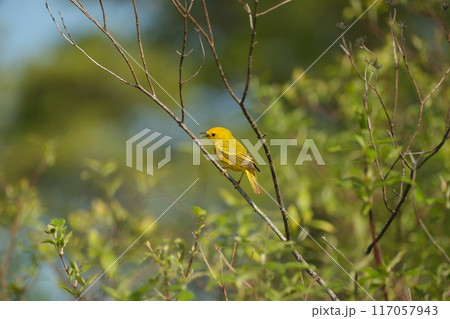 枝にとまるキイロアメリカムシクイ 117057943