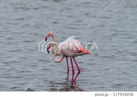 Flamingos near Walvis Bay 117058036