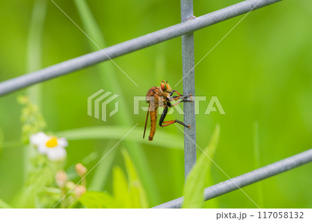 人工物に止まるムシヒキアブ科アオメアブ 人工物に止まるムシヒキアブ科アオメアブ 117058132