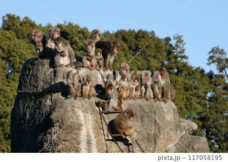 サル山に集合したニホンザルの群れ サル山に集合したニホンザルの群れ 117058195