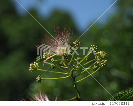 マメ科ネムノキの開花 117058311