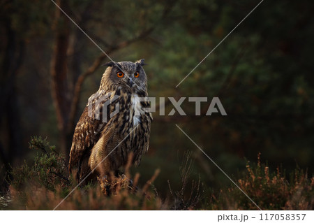 Common Eagle-owl in the purple heather. Forest nature with big owl in autumn morning 117058357