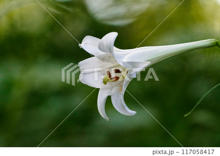 ユリ科タカサゴユリの白い清楚な花 ユリ科タカサゴユリの白い清楚な花 117058417