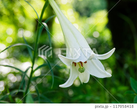 ユリ科タカサゴユリの白い清楚な花 ユリ科タカサゴユリの白い清楚な花 117058418