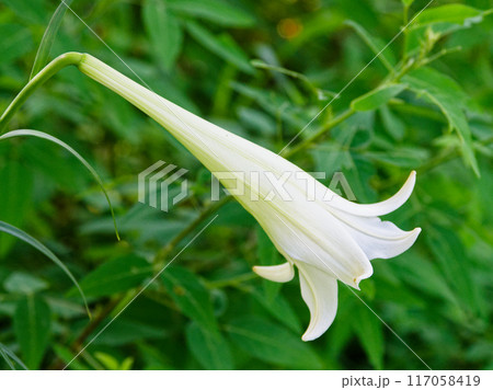 ユリ科タカサゴユリの白い清楚な花 117058419