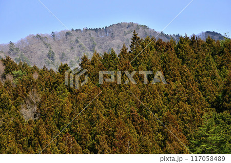 丹沢　山梨百名山の鳥ノ胸山 117058489