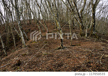 丹沢の鳥ノ胸山南北山稜コースの森　冬の尾根道 117058535
