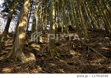 丹沢の鳥ノ胸山　檜林に点在する朝日 117058546