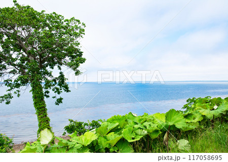 夏のサロマ湖風景 117058695