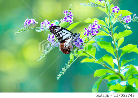 デュランタとアサギマダラ デュランタとアサギマダラ 117058748