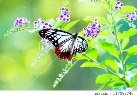アサギマダラとデュランタ アサギマダラとデュランタ 117058749