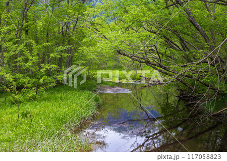 日本屈指の山岳リゾート 新緑の上高地 日本屈指の山岳リゾート 新緑の上高地 117058823