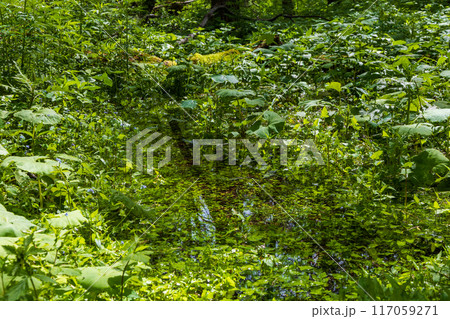 日本屈指の山岳リゾート 新緑の上高地 日本屈指の山岳リゾート 新緑の上高地 117059271