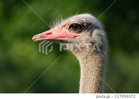 ダチョウのオスの横顔 ダチョウのオスの横顔 117059372