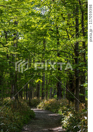 日本屈指の山岳リゾート　新緑の上高地 117059398