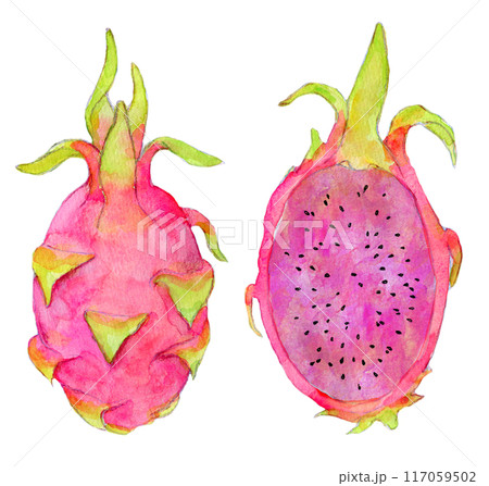 赤い中身のドラコンフルーツ 水彩イラスト 赤い中身のドラコンフルーツ 水彩イラスト 117059502