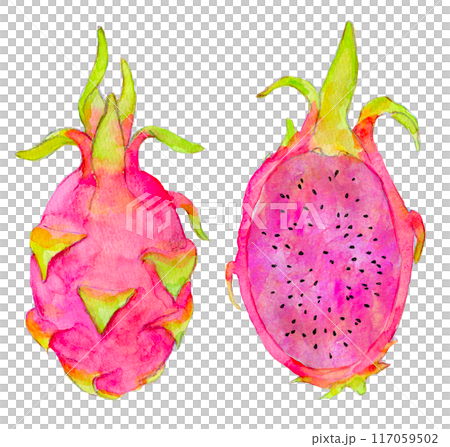 赤い中身のドラコンフルーツ 水彩イラスト 赤い中身のドラコンフルーツ 水彩イラスト 117059502