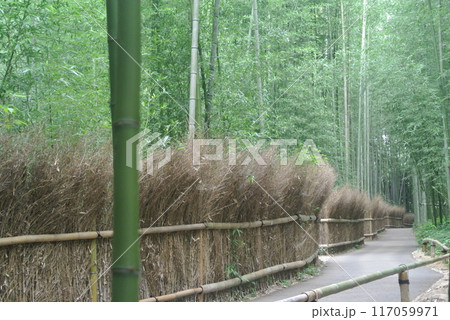 竹林のある風景 竹林のある風景 117059971