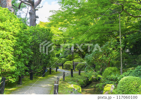 新緑の京都 青蓮院 霧島の庭 新緑の京都 青蓮院 霧島の庭 117060100