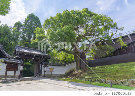 夏の京都 青蓮院 表門と大楠 夏の京都 青蓮院 表門と大楠 117060118