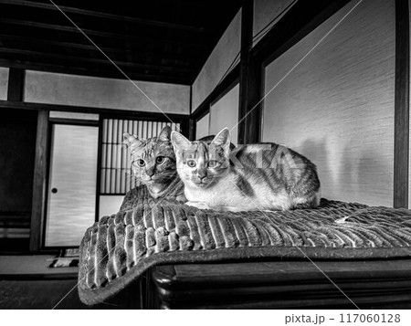 座敷猫~昭和の空間~ 座敷猫~昭和の空間~ 117060128